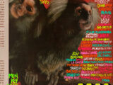 cartel monkey week 2026